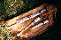 Scottish Small-pipes (full ivory) en Fa